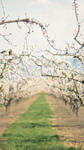 Preview wallpaper path, garden, flowering, spring, apple-trees