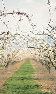 Preview wallpaper path, garden, flowering, spring, apple-trees