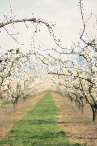 Preview wallpaper path, garden, flowering, spring, apple-trees