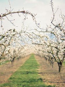 Preview wallpaper path, garden, flowering, spring, apple-trees