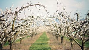 Preview wallpaper path, garden, flowering, spring, apple-trees