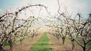 Preview wallpaper path, garden, flowering, spring, apple-trees