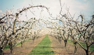 Preview wallpaper path, garden, flowering, spring, apple-trees