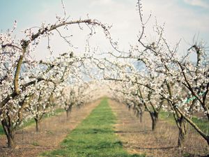 Preview wallpaper path, garden, flowering, spring, apple-trees