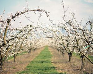 Preview wallpaper path, garden, flowering, spring, apple-trees