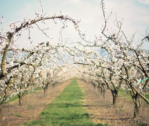 Preview wallpaper path, garden, flowering, spring, apple-trees