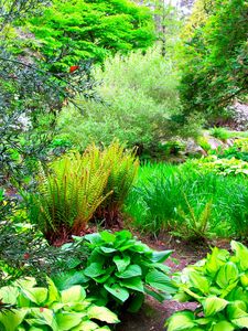 Preview wallpaper path, garden, green, brightly, fern, trees, branches