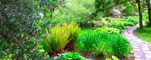 Preview wallpaper path, garden, green, brightly, fern, trees, branches
