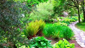 Preview wallpaper path, garden, green, brightly, fern, trees, branches