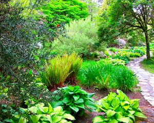 Preview wallpaper path, garden, green, brightly, fern, trees, branches