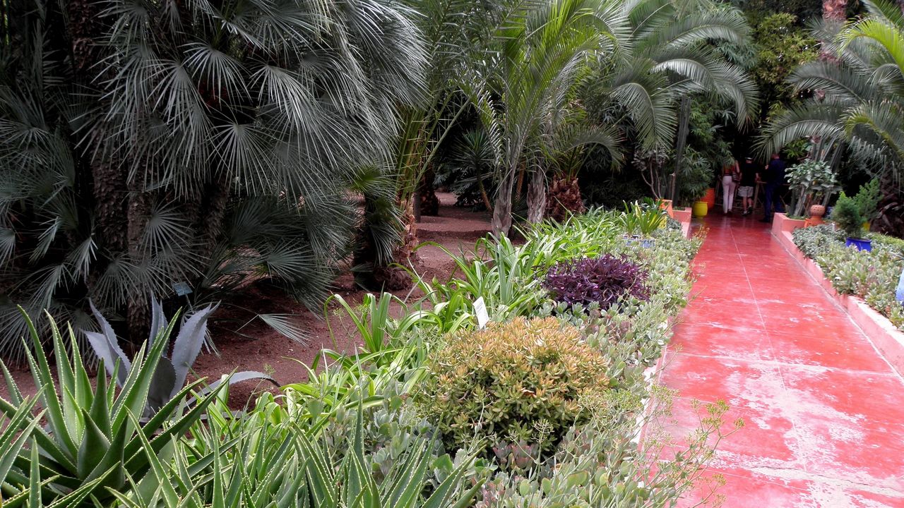 Wallpaper path, garden, trees, aloe