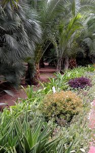 Preview wallpaper path, garden, trees, aloe