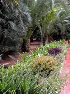 Preview wallpaper path, garden, trees, aloe