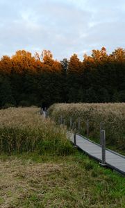 Preview wallpaper path, grass, field, trees, forest