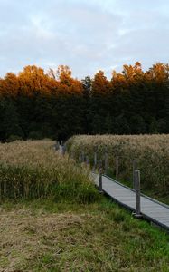 Preview wallpaper path, grass, field, trees, forest