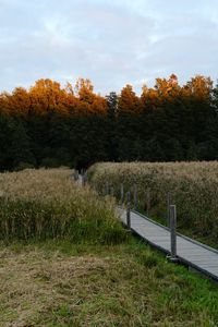 Preview wallpaper path, grass, field, trees, forest