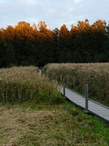 Preview wallpaper path, grass, field, trees, forest