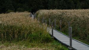 Preview wallpaper path, grass, field, trees, forest