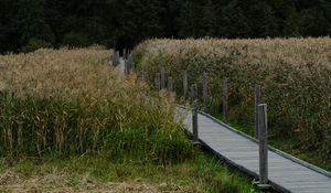 Preview wallpaper path, grass, field, trees, forest