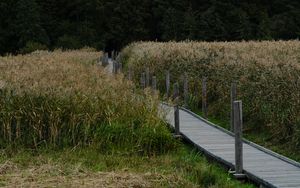 Preview wallpaper path, grass, field, trees, forest