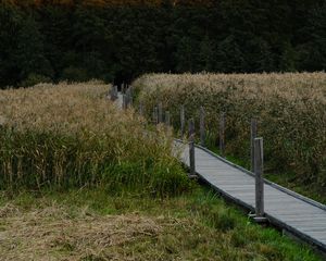 Preview wallpaper path, grass, field, trees, forest