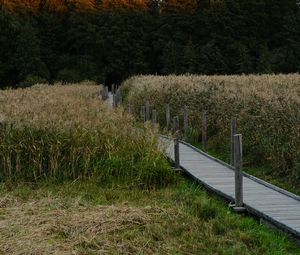 Preview wallpaper path, grass, field, trees, forest