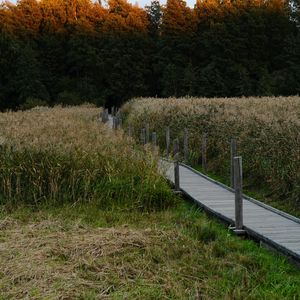 Preview wallpaper path, grass, field, trees, forest