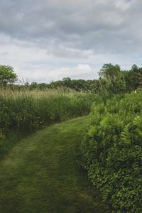 Preview wallpaper path, grass, greenery, nature, landscape