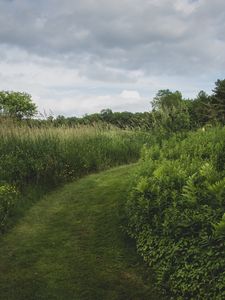 Preview wallpaper path, grass, greenery, nature, landscape