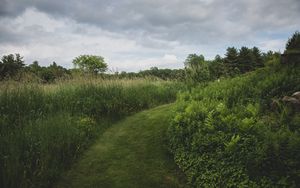 Preview wallpaper path, grass, greenery, nature, landscape