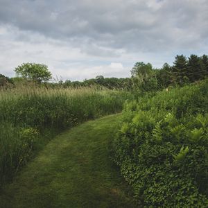 Preview wallpaper path, grass, greenery, nature, landscape