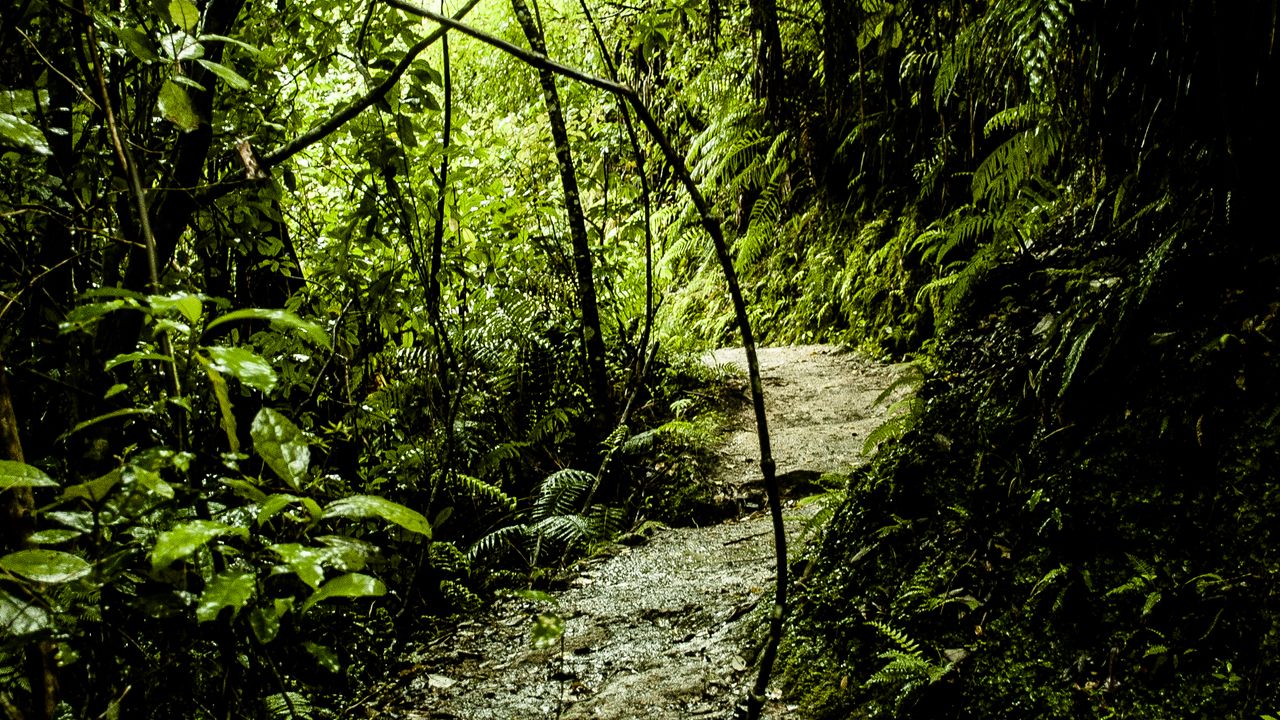 Wallpaper path, grass, jungle