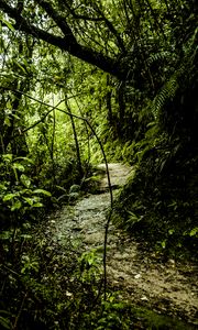 Preview wallpaper path, grass, jungle