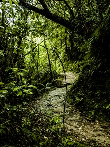 Preview wallpaper path, grass, jungle