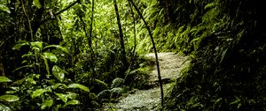 Preview wallpaper path, grass, jungle