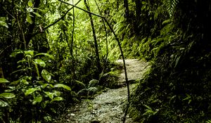 Preview wallpaper path, grass, jungle