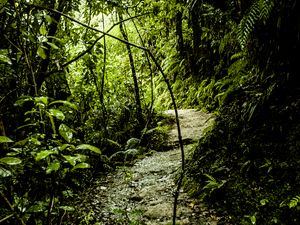 Preview wallpaper path, grass, jungle