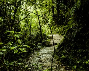 Preview wallpaper path, grass, jungle