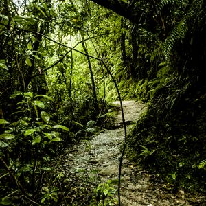 Preview wallpaper path, grass, jungle