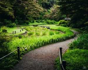Preview wallpaper path, grass, park, nature