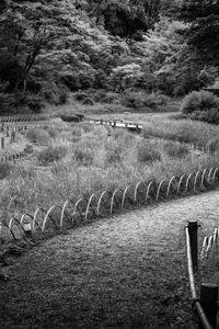 Preview wallpaper path, grass, trees, bridge, black and white