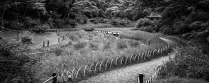 Preview wallpaper path, grass, trees, bridge, black and white