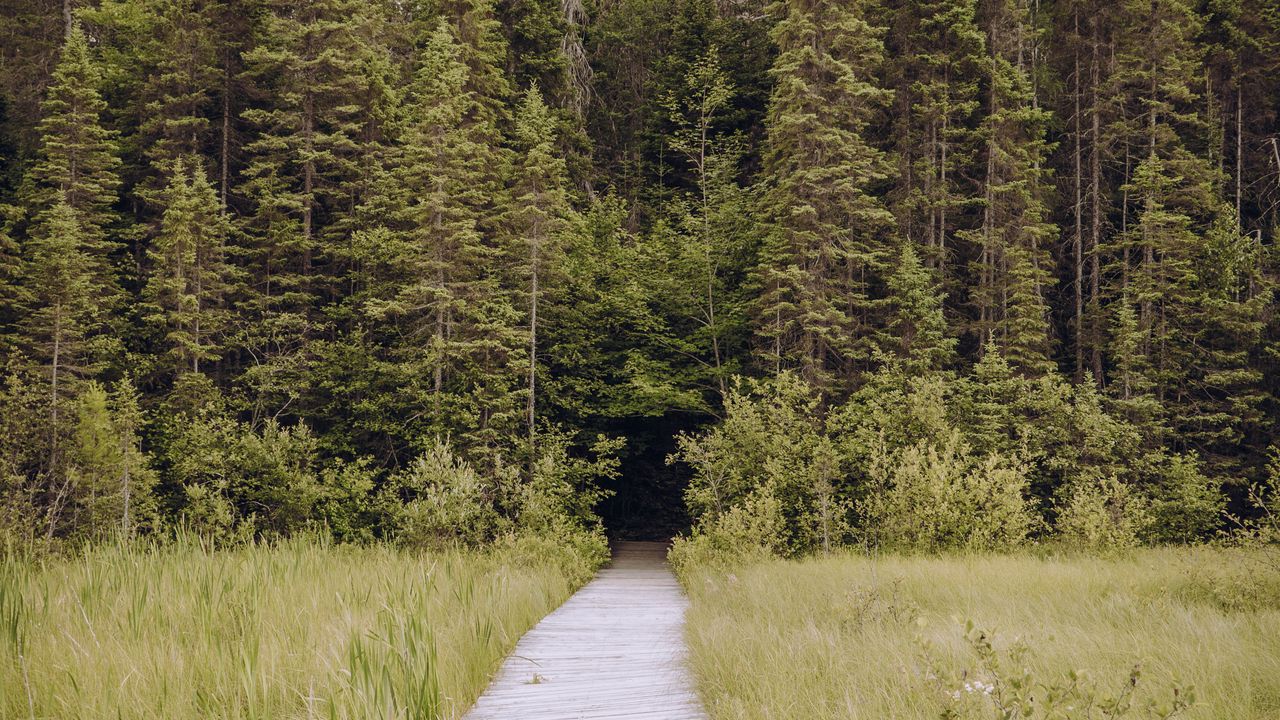 Wallpaper path, grass, trees, spruce