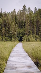 Preview wallpaper path, grass, trees, spruce