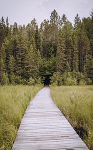 Preview wallpaper path, grass, trees, spruce