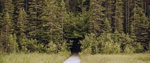 Preview wallpaper path, grass, trees, spruce