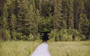 Preview wallpaper path, grass, trees, spruce