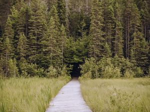 Preview wallpaper path, grass, trees, spruce