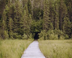 Preview wallpaper path, grass, trees, spruce