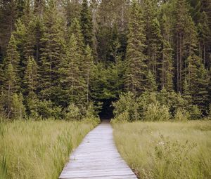 Preview wallpaper path, grass, trees, spruce